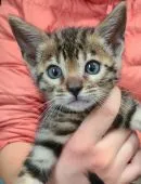 ベンガル【埼玉県・男の子・2020年10月21日・ブラウンスポッテッドタビー(ロゼット)】の写真1