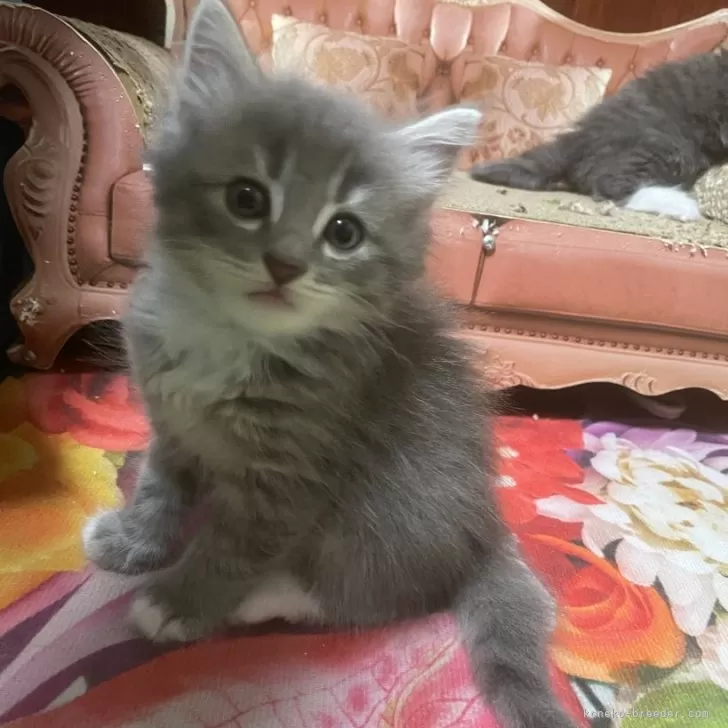 ID：2407-02841の子猫