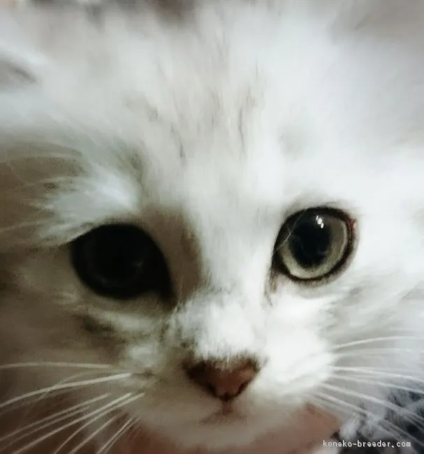ID：1610-00757の子猫