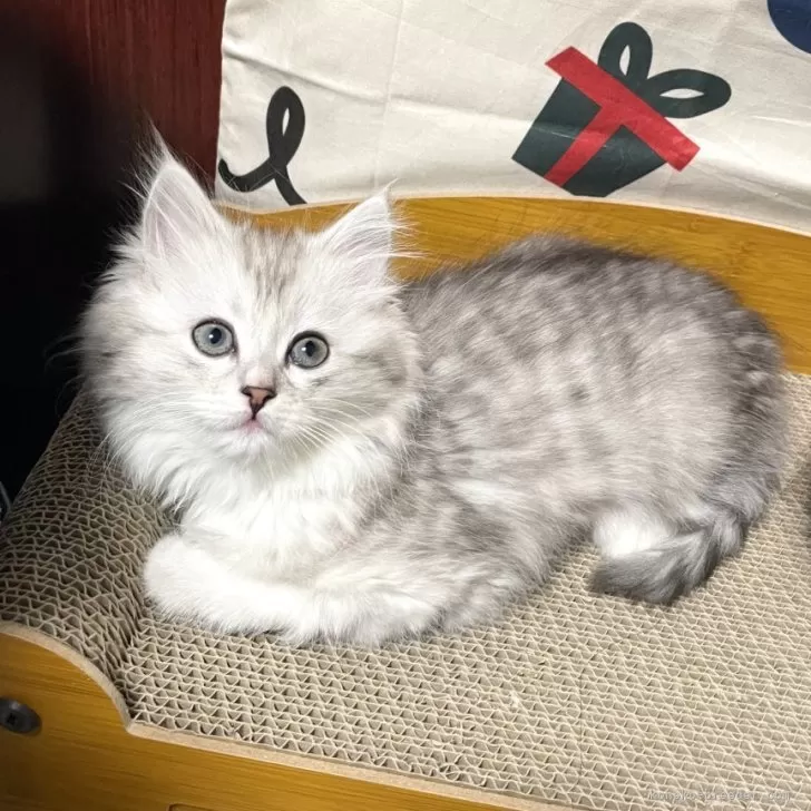 T.S 様のお迎えした子猫