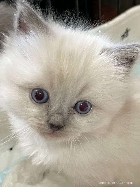 ID:2011-01856の子猫