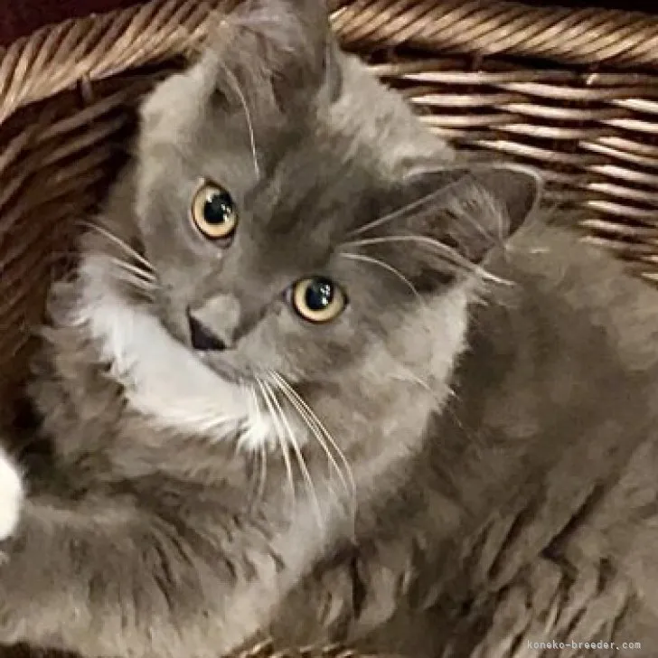 ID:2305-03835の子猫
