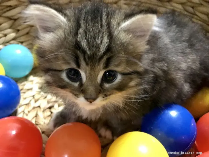ID:1909-00335の子猫