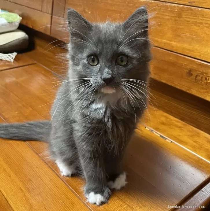 ID:2407-02629の子猫