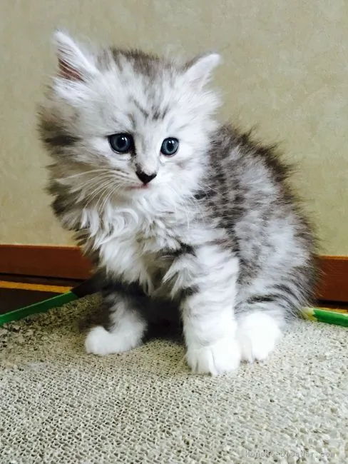 ID:1606-00482の子猫