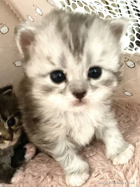 ID：2203-02242の子猫