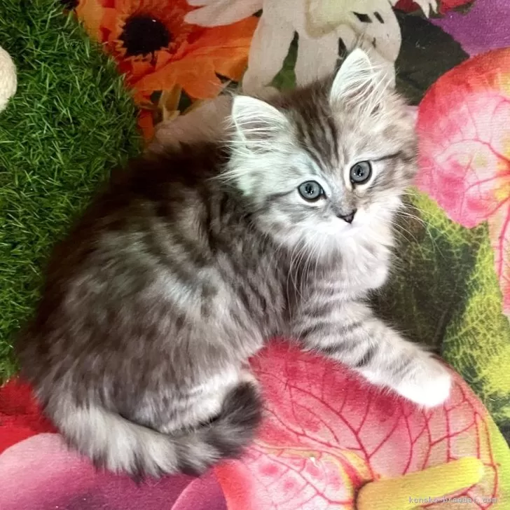 ID:2412-00147の子猫