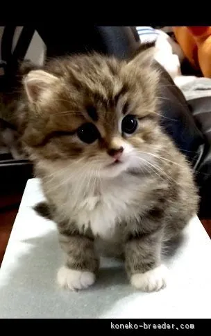 ID：1906-00928の子猫