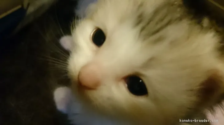 ID：1704-00817の子猫
