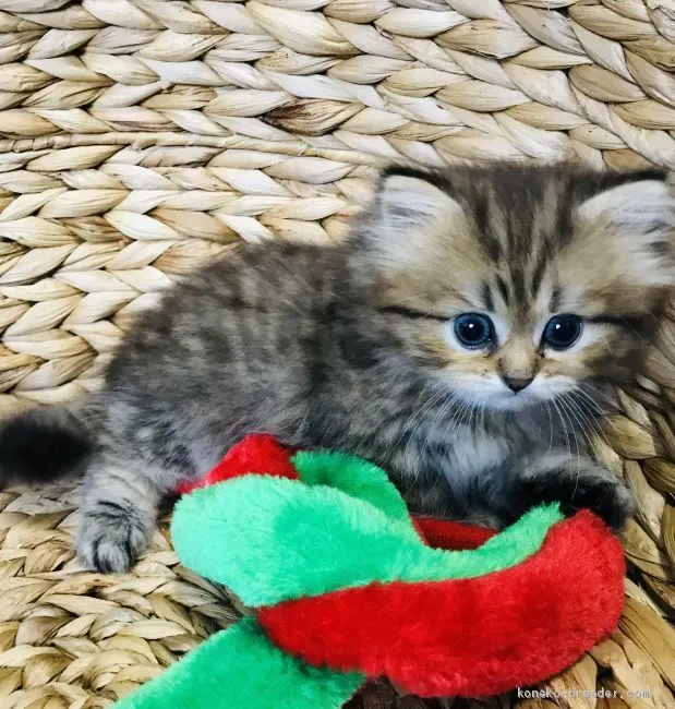 ID:1906-00943の子猫