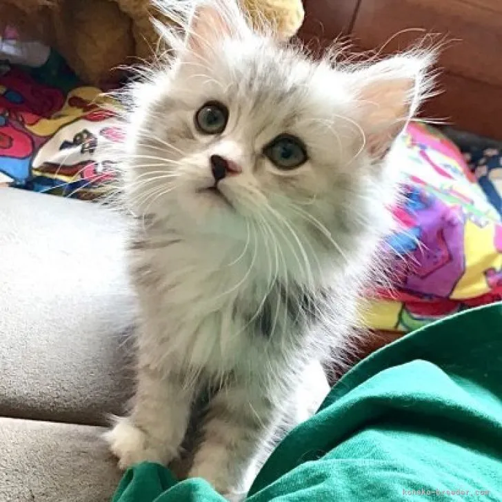 ID：2306-00618の子猫