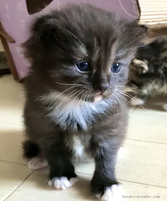 ID：2007-00645の子猫