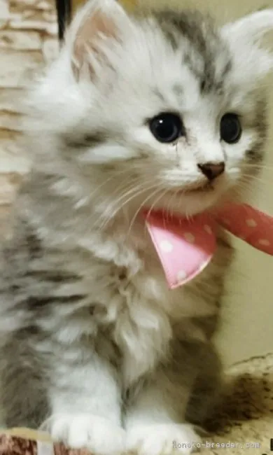ID:1709-00248の子猫