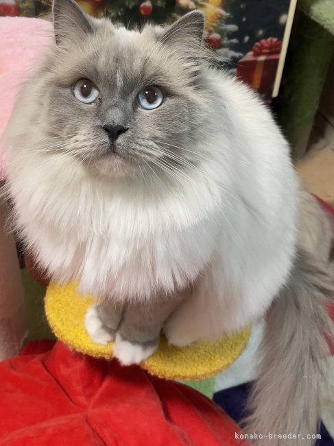 ラグドールミックス【・女の子・2022年10月20日・ブルーボイントカラー】