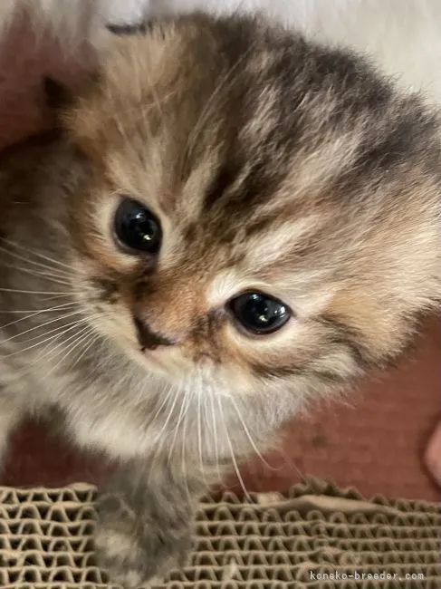 ID：2108-01602の子猫