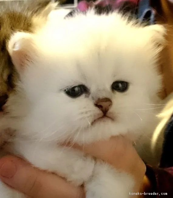 ID：1610-00768の子猫