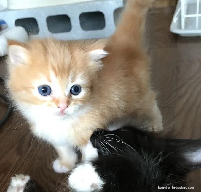 ID:2009-01121の子猫