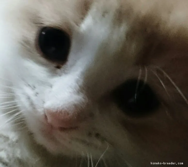 ID：1704-00946の子猫