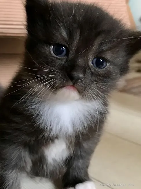 ID:2007-00643の子猫