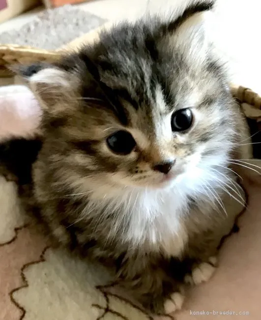 ID:1906-00940の子猫