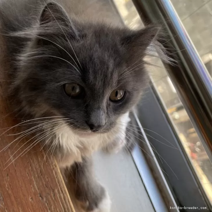ID:2310-02425の子猫