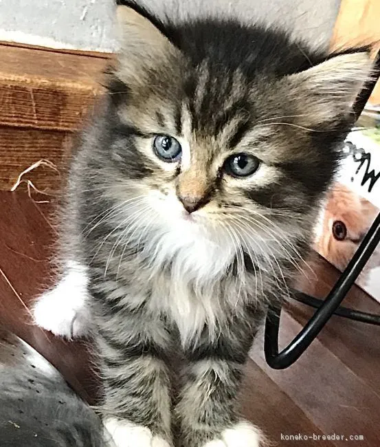 ID：2007-00644の子猫