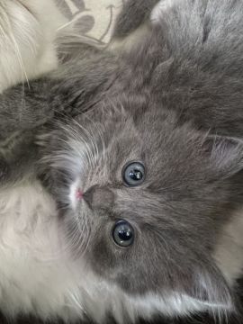 ラグドール×ブリティッシュロングヘアー【東京都・女の子・2021年6月11日・ブルーポイントカラー（ロングヘア）】の写真「エプロン　ミトン　シルク毛フワモフ美人ちゃん」