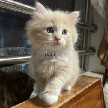 ノルウェージャン✖️スコティッシュ【東京都・男の子・2023年4月16日・クリームタビー&ホワイト（ロングヘア）】の写真「CFA ch家系、Wミトン、ソックス、モフフワ」