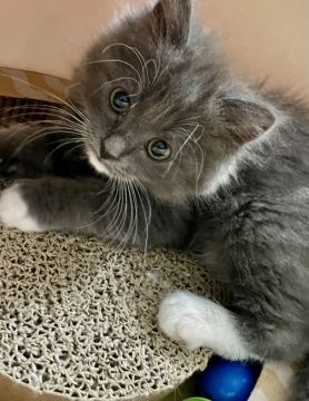 ラグドール×ブリティッシュロングヘアー【東京都・男の子・2020年10月29日・ブルー&ホワイト】の写真「ホワイトミトン、エプロンした
ふわもふイケメン君」