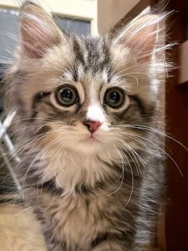 ラグドール×チンチラ【東京都・男の子・2021年6月11日・ブラウンゴールドタビー&ホワイト（ロングヘア）】の写真「ミトン、エプロン、M字王冠、抱っこ大好き甘えん坊　」