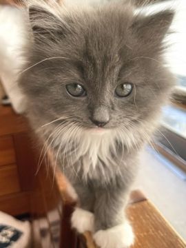 ペルシャ×ブリティッシュロングヘアー【東京都・男の子・2021年10月27日・ブルー&ホワイト（ロングヘア）】の写真「ホワイトミトンソックスエプロン肉球ピンク甘えん坊」