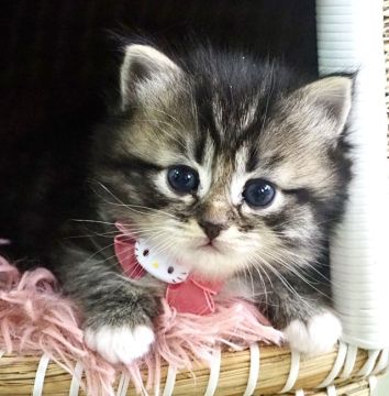 ラグドール×チンチラ【東京都・女の子・2022年3月5日・ブラウンゴールドタビー&ホワイト（ロング）】の写真「ホワイトミトン＆ソックス＆エプロン＆アイライン」