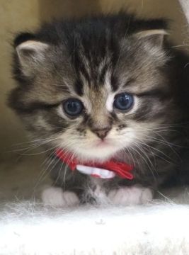 ラグドール&チンチラ【東京都・女の子・2022年3月5日・ブラウンゴールドタビー&ホワイト（ロングヘア）】の写真「M字王冠ホワイトミトン ホワイトソックス履き」