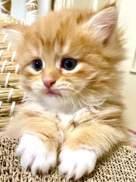 チンチラ×ノルウェージャンフォレストキャット【東京都・男の子・2021年3月12日・レッドマッカレルタビー&ホワイト（ロングヘアー）】の写真「CFA TICAﾁｬﾝﾋﾟｵﾝ家系の血統の子です」