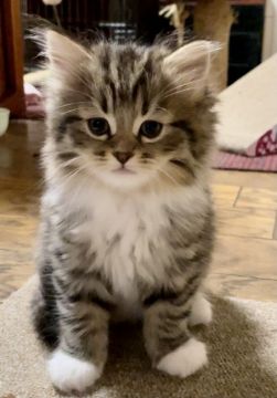 チンチラ×ノルウェージャンフォレストキャット【東京都・男の子・2021年3月12日・ブラウンマッカレルタビー&ホワイト（ロングヘア）】の写真「CFA TICAﾁｬﾝﾋﾟｵﾝ家系の血統の子です」