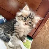 ノルウェージャン✖️チンチラ=ノルチラ【東京都・男の子・2023年9月22日・ゴールデンブラウンタビー&ホワイト】の写真1「まだ手乗りサイズの小さな子です」