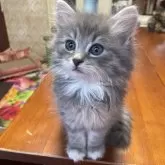 ノルウェージャン✖︎ブリティッシュロング【東京都・男の子・2024年4月26日・ブルーマッカレルタビー&ホワイト】の写真1