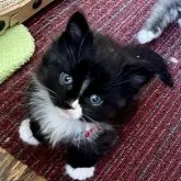 ノルウェージャン✖️ブリティッシュロング【東京都・男の子・2023年9月25日・ブラック&ホワイト】の写真1「まだ手乗りサイズの小さな子です」