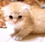 ノルウェージャン✖️スコティッシュ【東京都・男の子・2018年9月8日・クリームマッカレルタビー&ホワイト】の写真2