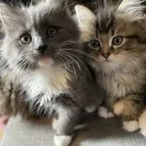 ノルウェージャン✖️ブリティッシュロング【東京都・男の子・2023年9月25日・ブルー&ホワイト】の写真3