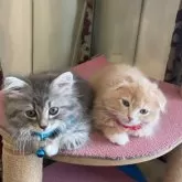 ノルウェージャン✖︎ブリティッシュロング【東京都・男の子・2024年4月26日・ブルーマッカレルタビー&ホワイト】の写真3