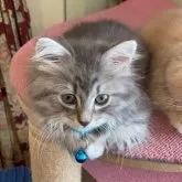 ノルウェージャン✖︎ブリティッシュロング【東京都・男の子・2024年4月26日・ブルーマッカレルタビー&ホワイト】の写真4