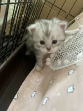 ラグドール×チンチラ【東京都・女の子・2022年3月5日・シルバータビー&ホワイト】の写真4