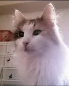 ノルウェージャンフォレストキャット【東京都・女の子・2018年6月6日・ブラウンパッチドマッカレルタビー&ホワイト(三毛)】の写真4「ママ」