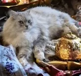 ノルウェージャン✖︎チンチラ【東京都・男の子・2024年4月19日・シルバーマッカレルタビー&ホワイト】の写真5「大人になったノルチラちゃん大変ゴージャスなモフフワになります」