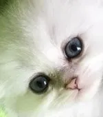 ペルシャ(チンチラ)【東京都・男の子・2018年10月18日・チンチラシルバー】の写真5