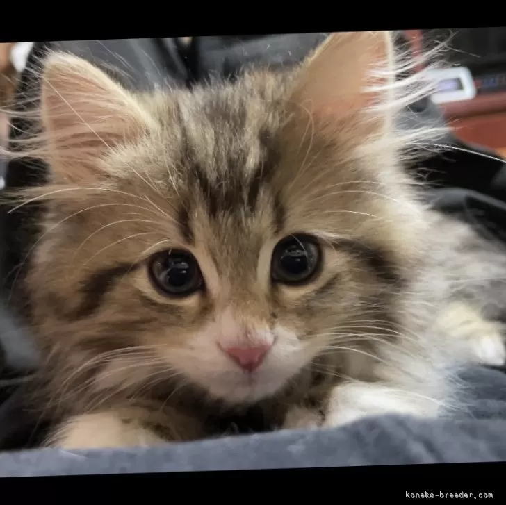 ID：2511-00776の子猫