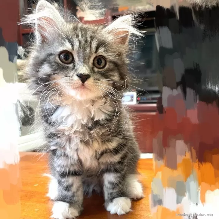 ID：2504-02827の子猫