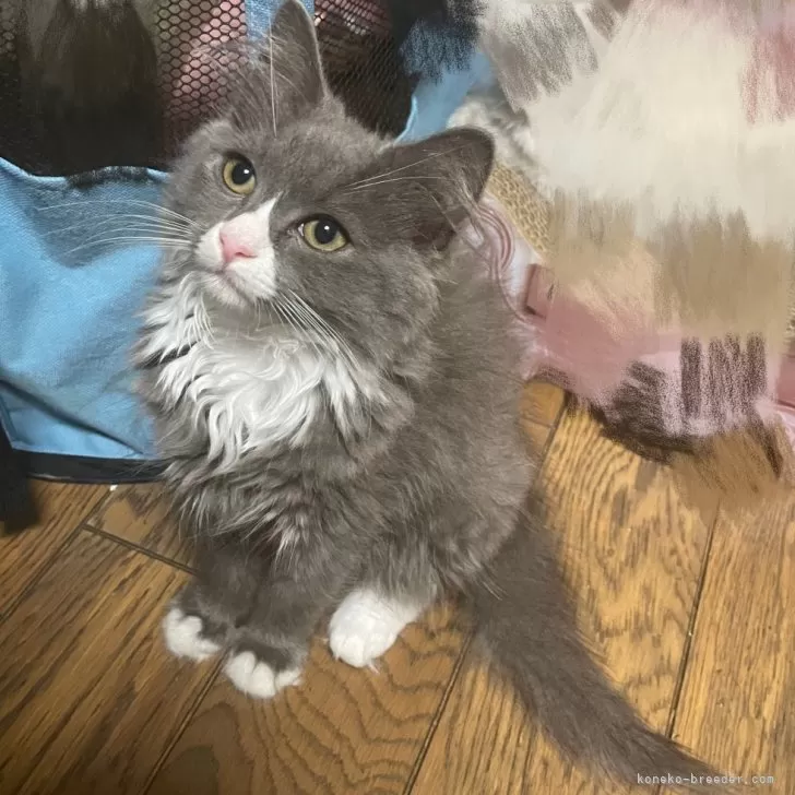 ID：2505-00727の子猫