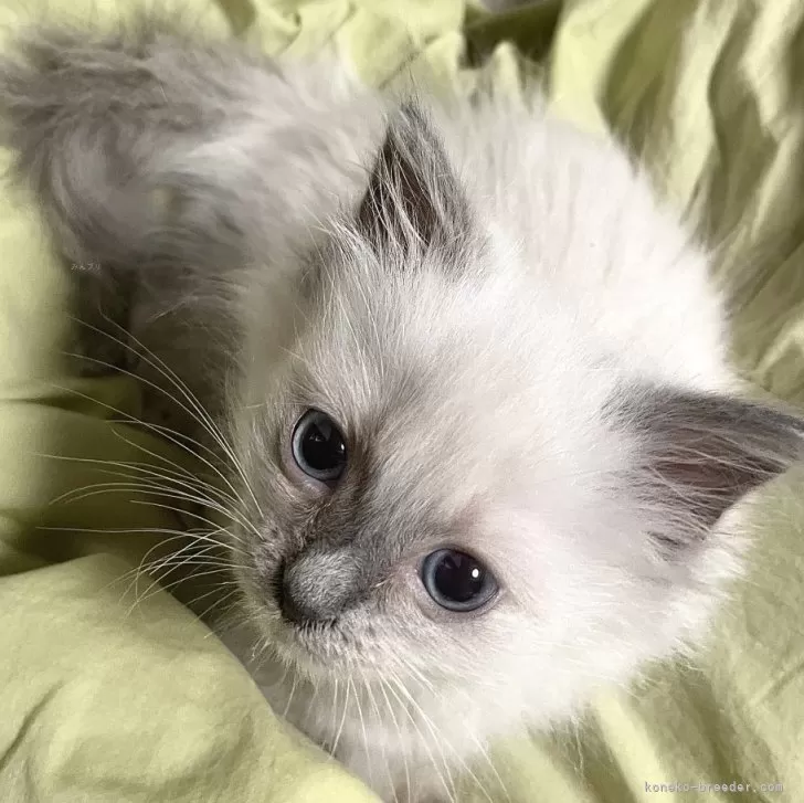 ID：2507-01339の子猫
